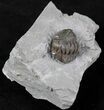 Enrolled Flexicalymene Trilobite In Matrix - Ohio #20971-1